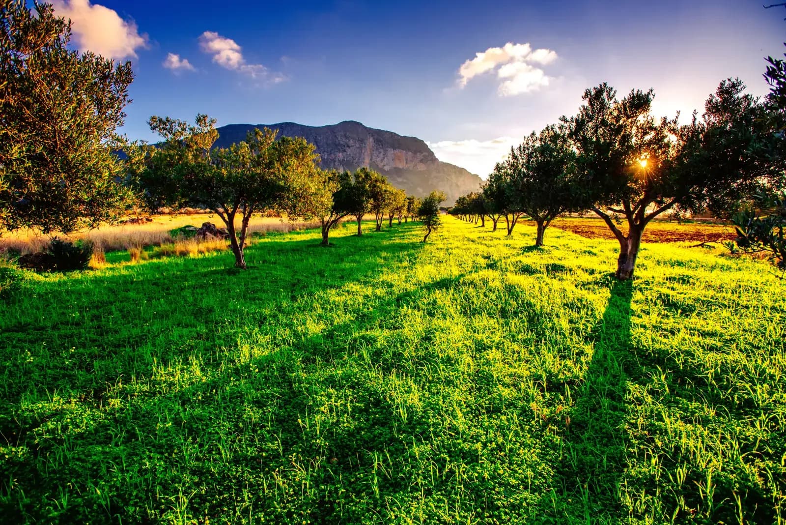 Agriculture Division